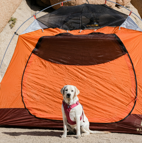 Dog in front of a tent