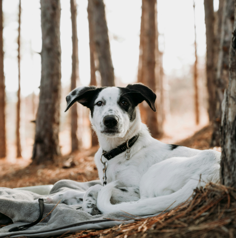 Dog resting outdoors