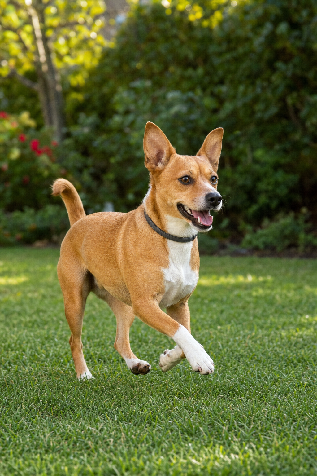 Small tan and white dog with perked ears trotting energetically across a green lawn wearing a fitted collar