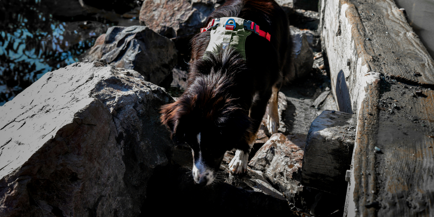 Dog exploring rocky terrain outdoors