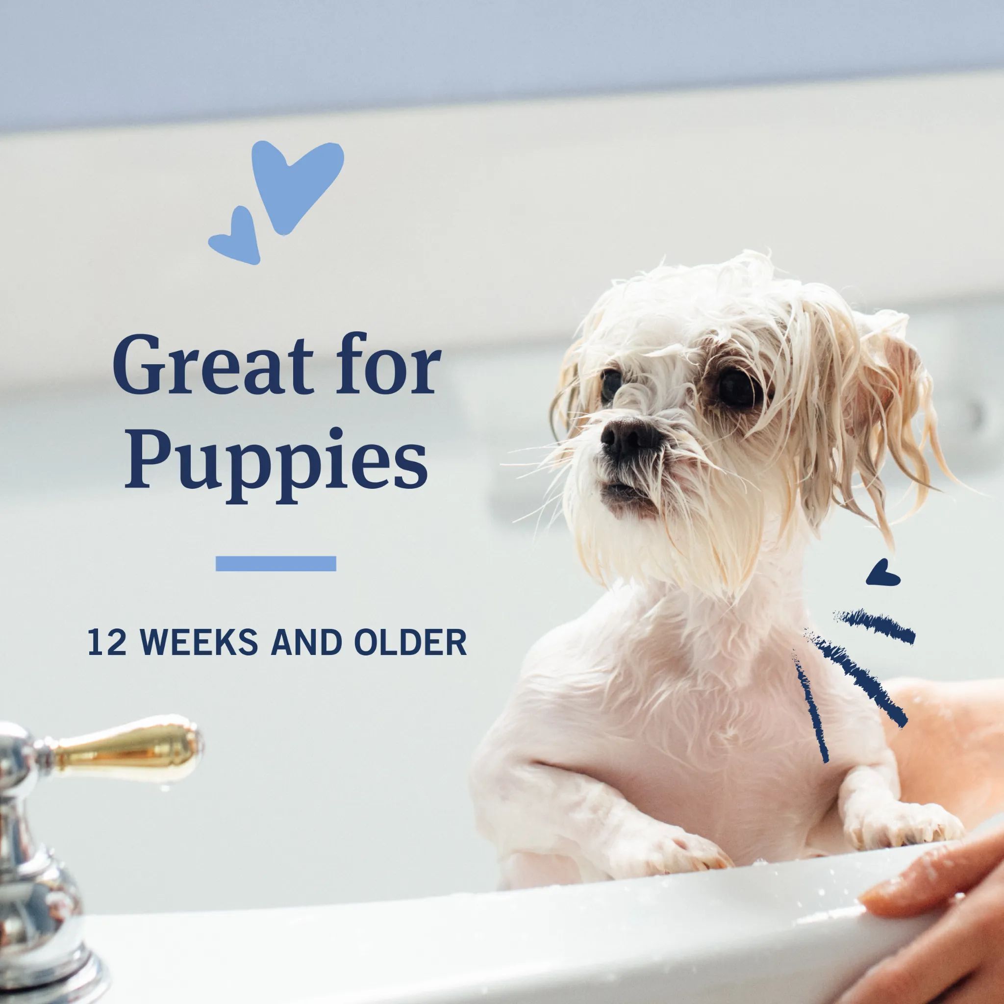 PetArmor® Plus Flea & Tick Shampoo with Oatmeal for Dogs