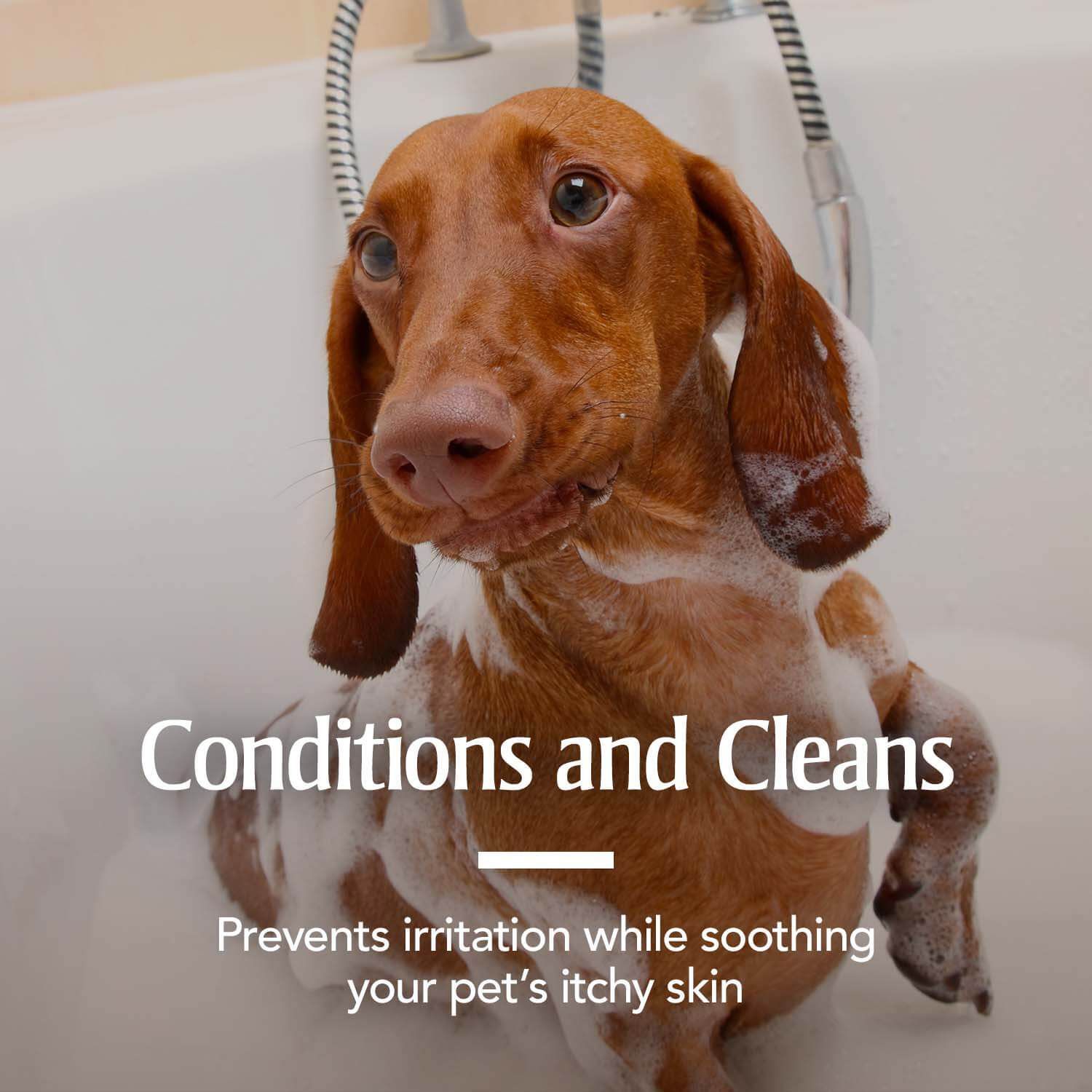 PetArmor® Plus Flea & Tick Shampoo with Oatmeal for Dogs